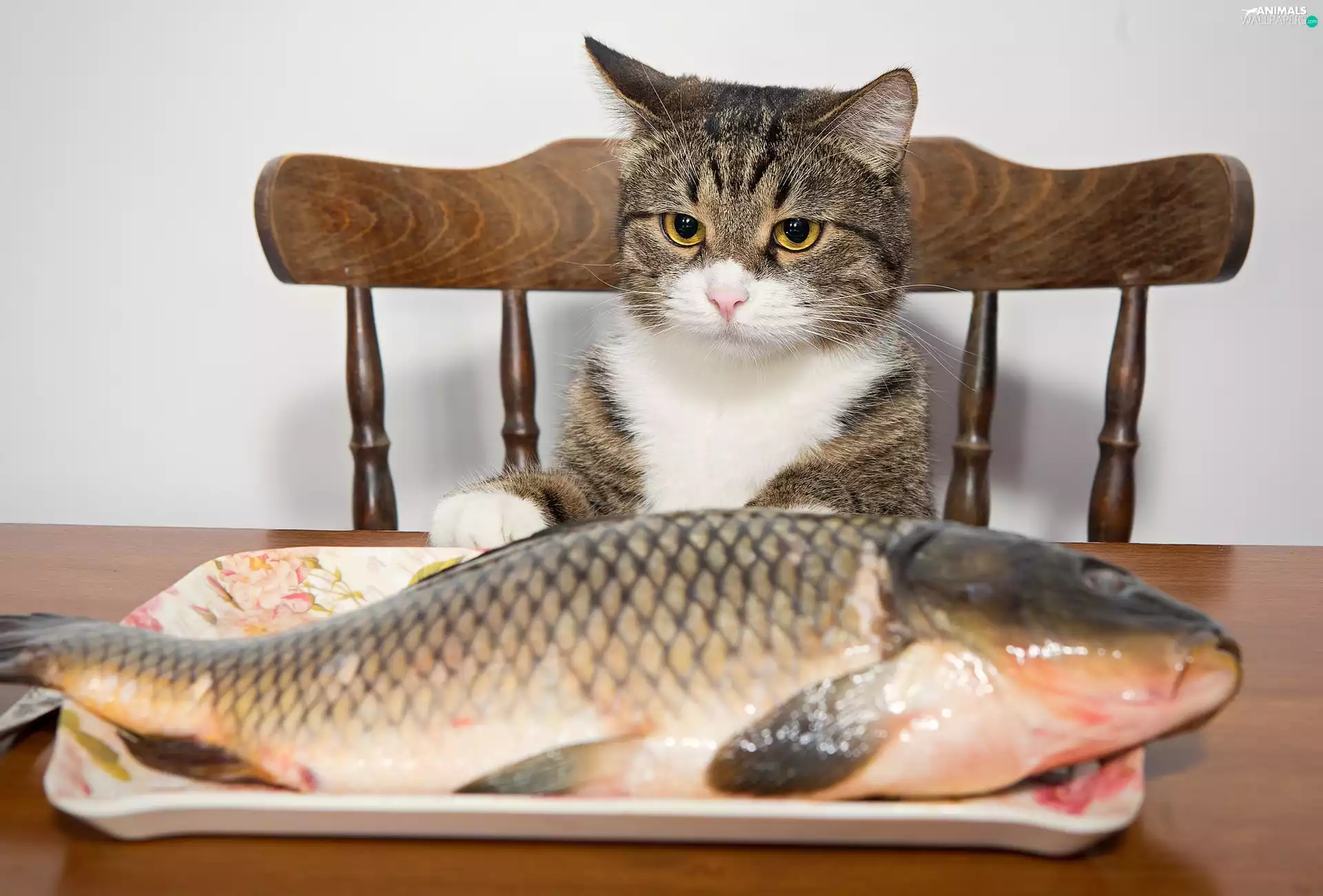cat, carp, plate, fish