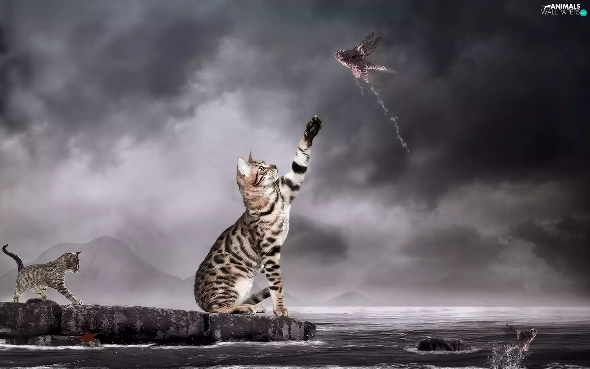 fish, graphics, cats