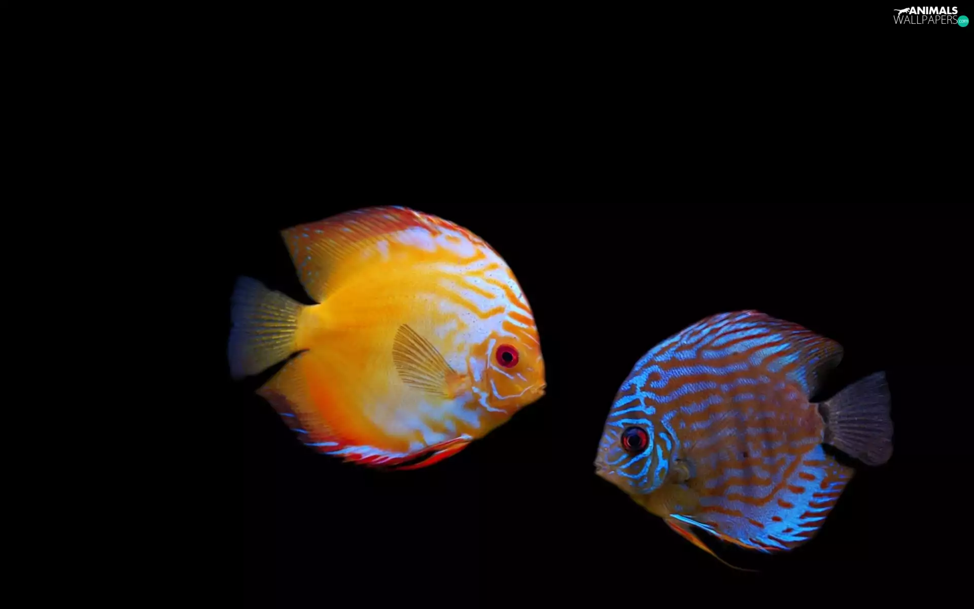 fish, Discus