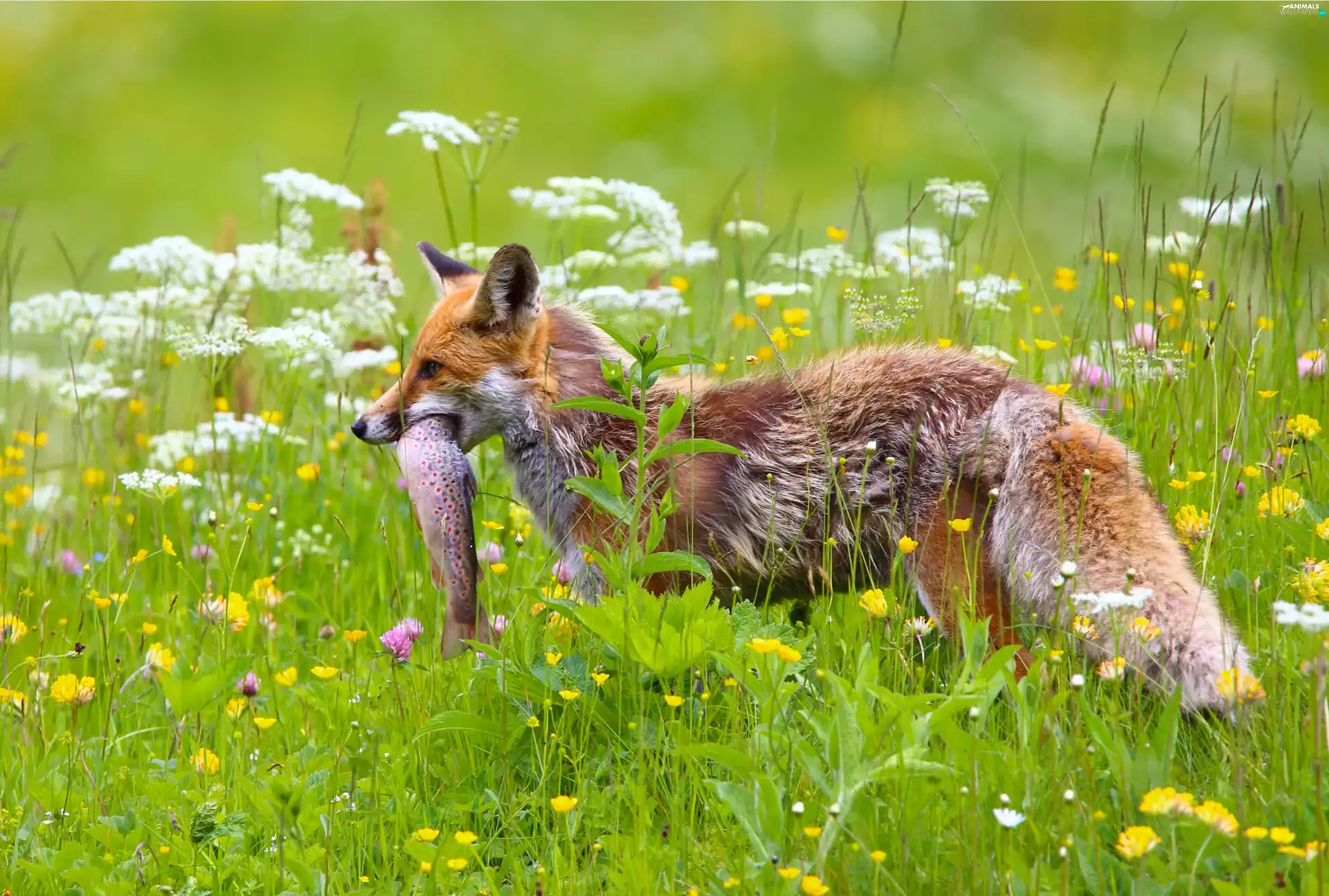 Fox, Meadow, Flowers, fish