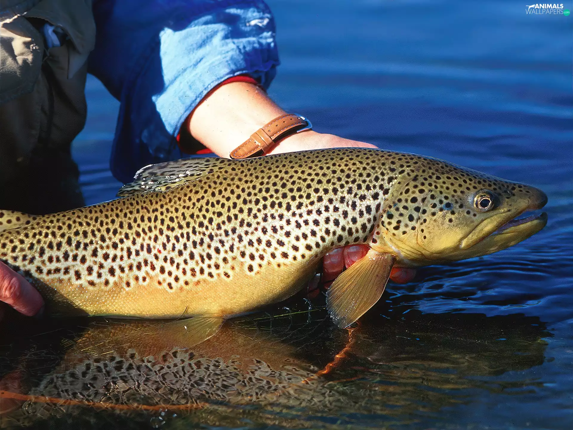 great, specimen, fishing, fish