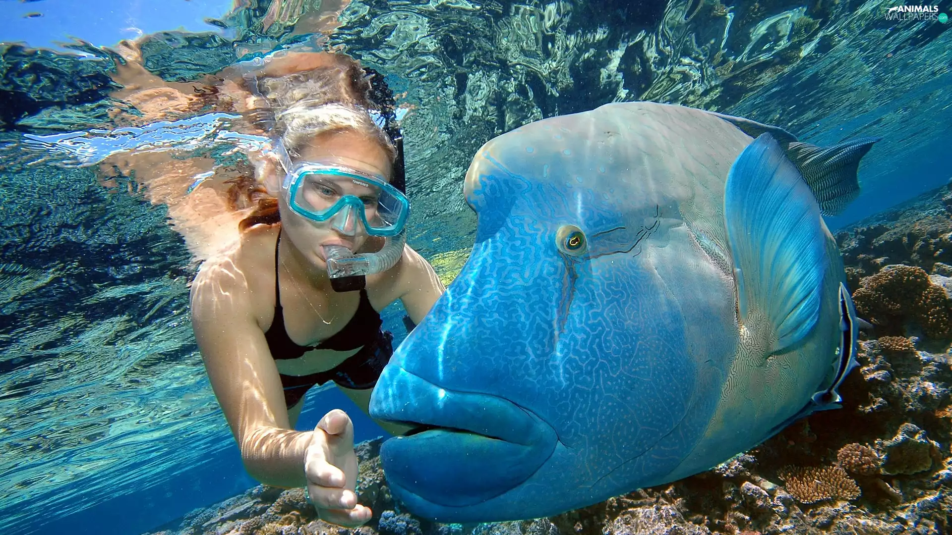 Women, fish, Humphead Wrasse, diving