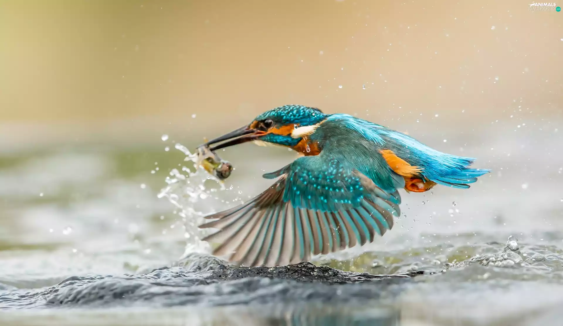 kingfisher, water, hunt, Fish