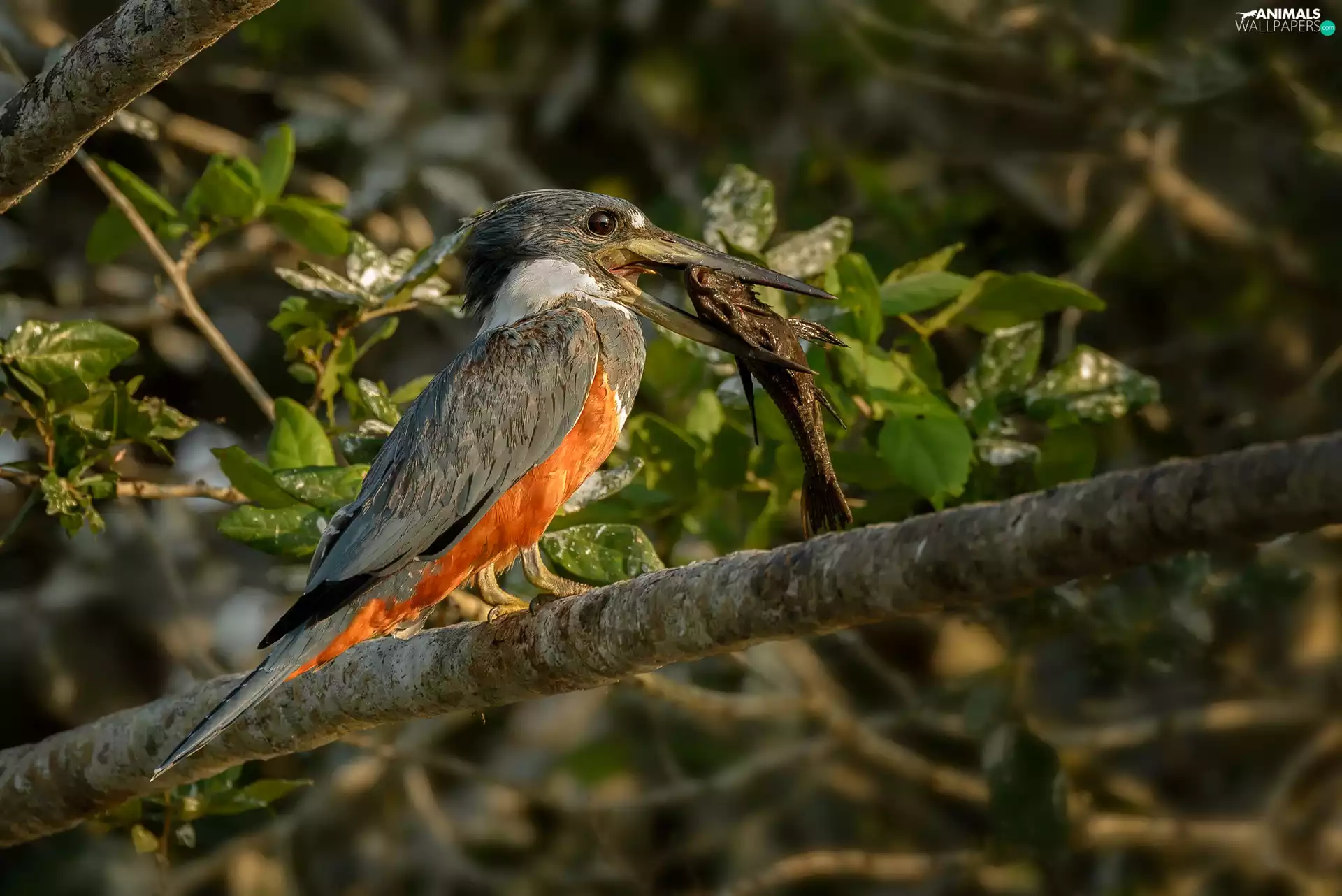Megaceryle, branch, Leaf, Fish