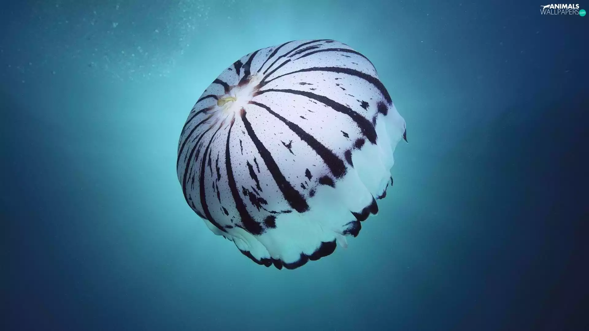 Ocean, colorful, flat-fish