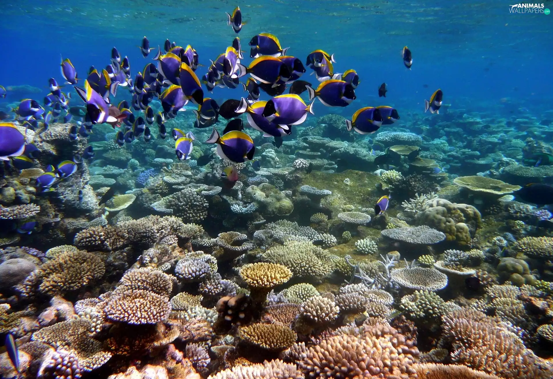 shoal, fish, reef, coral, sea