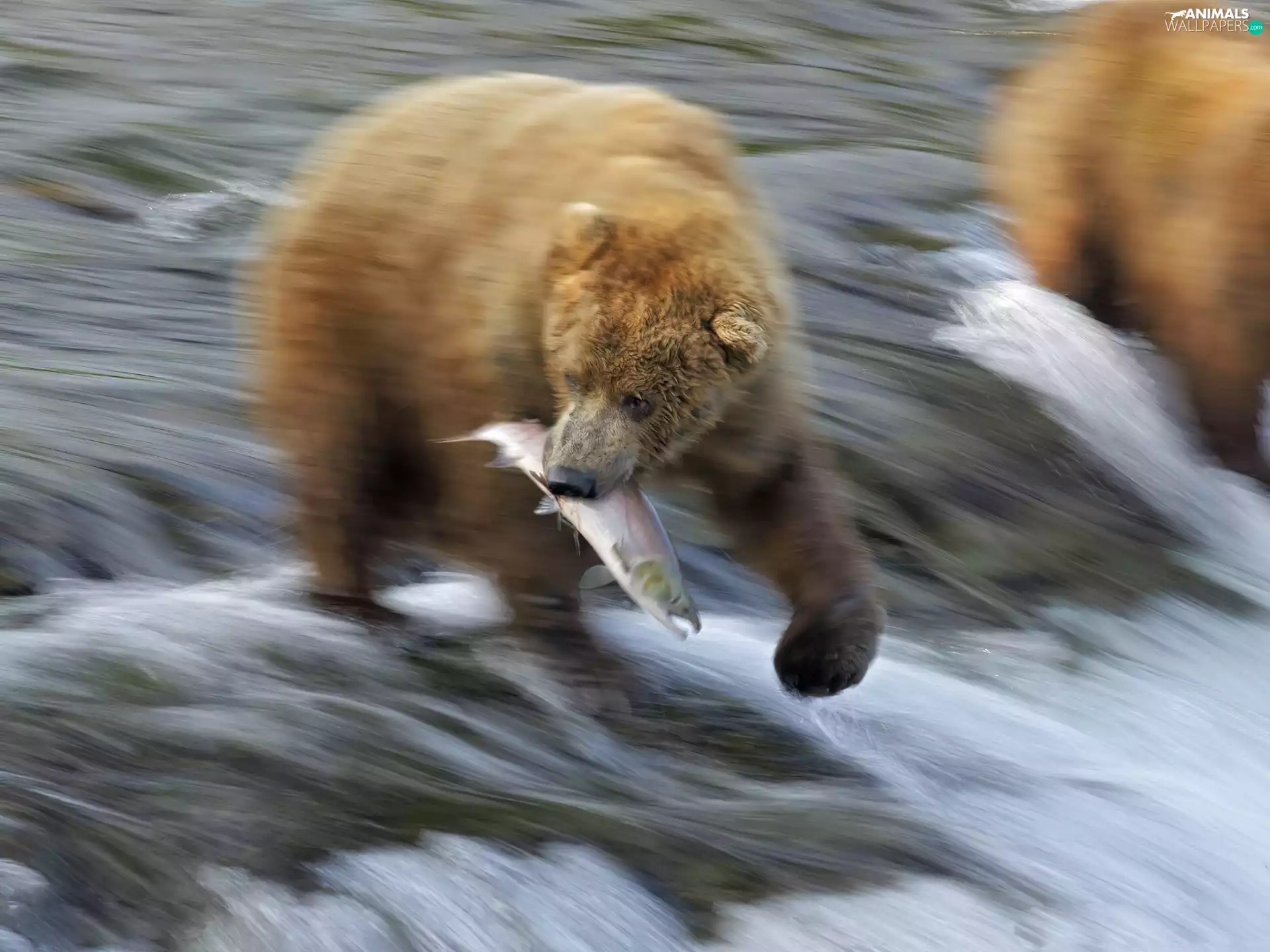 fish, Bear, River