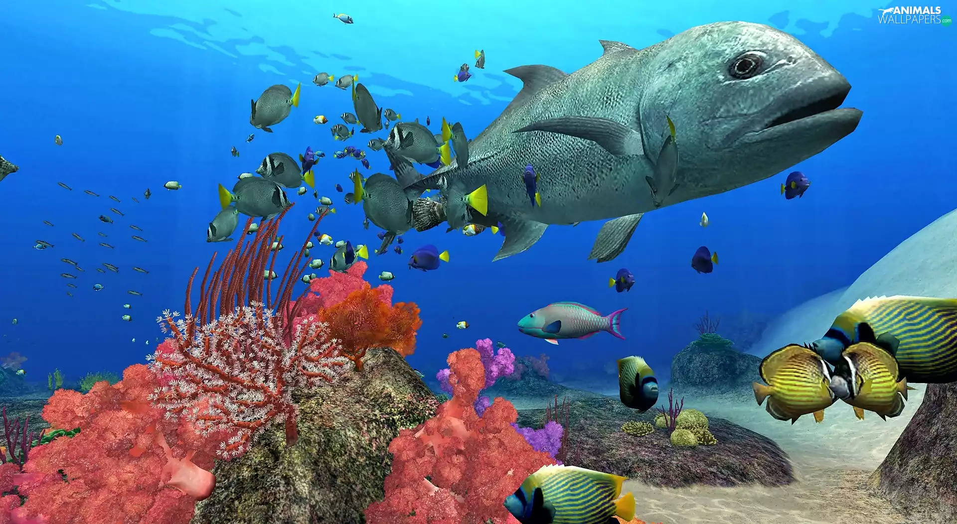 coral, fish, sea, reef, depths