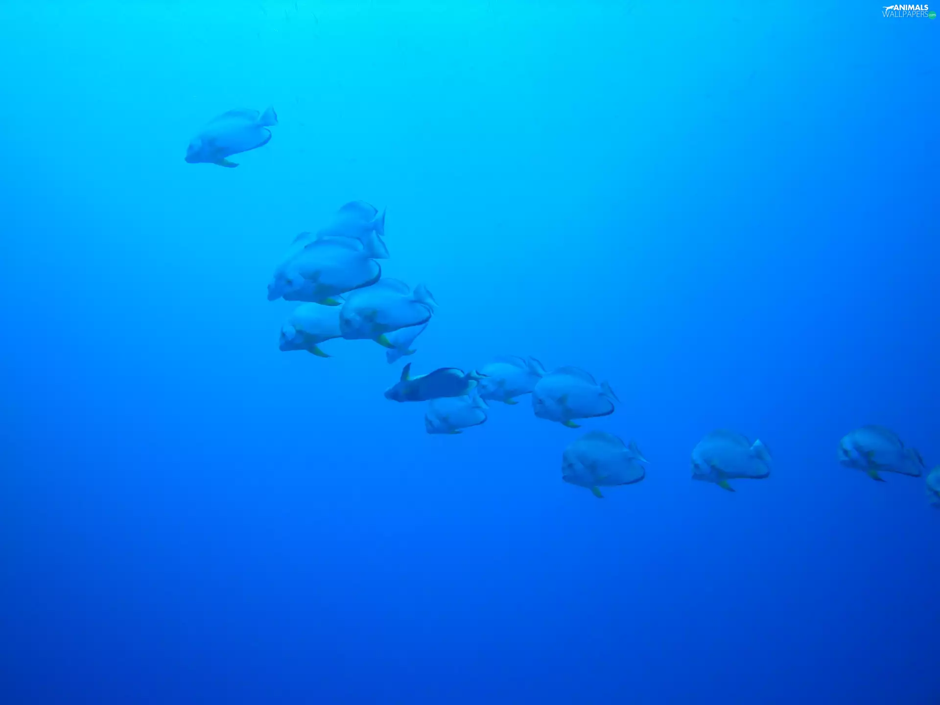 shoal, sea, Red, fish