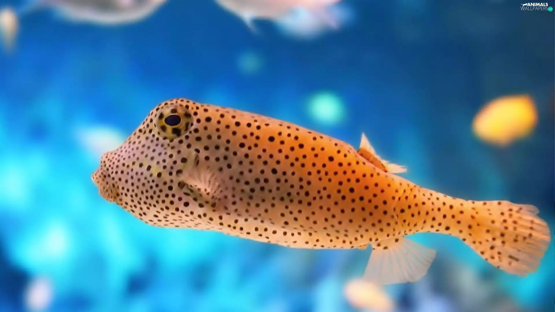 Fish, Black, Spots, ##