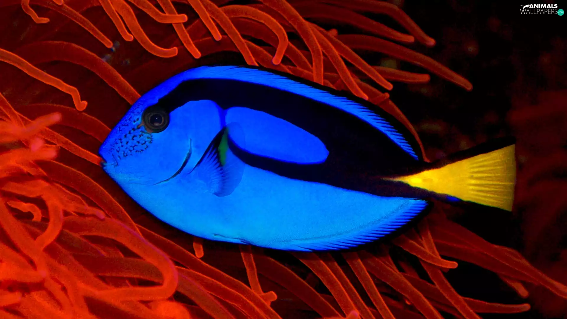 fish, Blue Tang