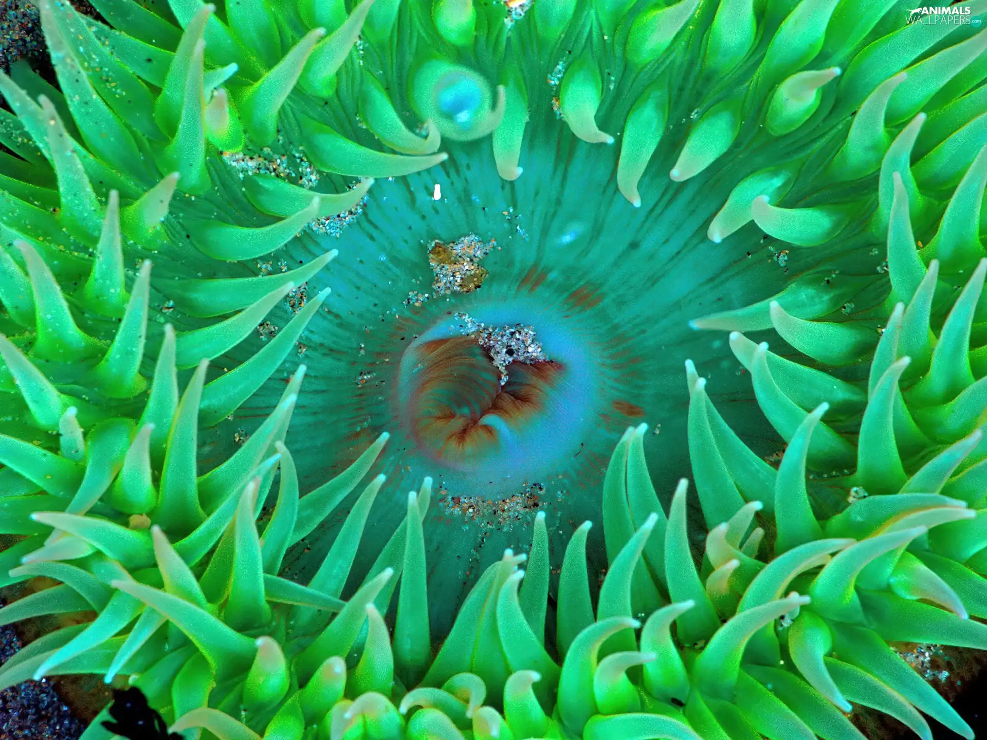 fish, animals, water