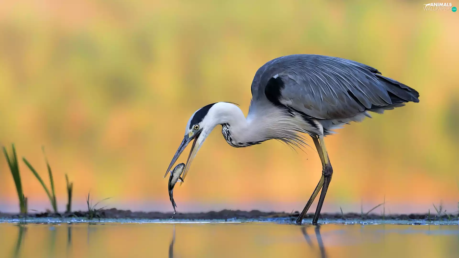water, Gery Heron, fish