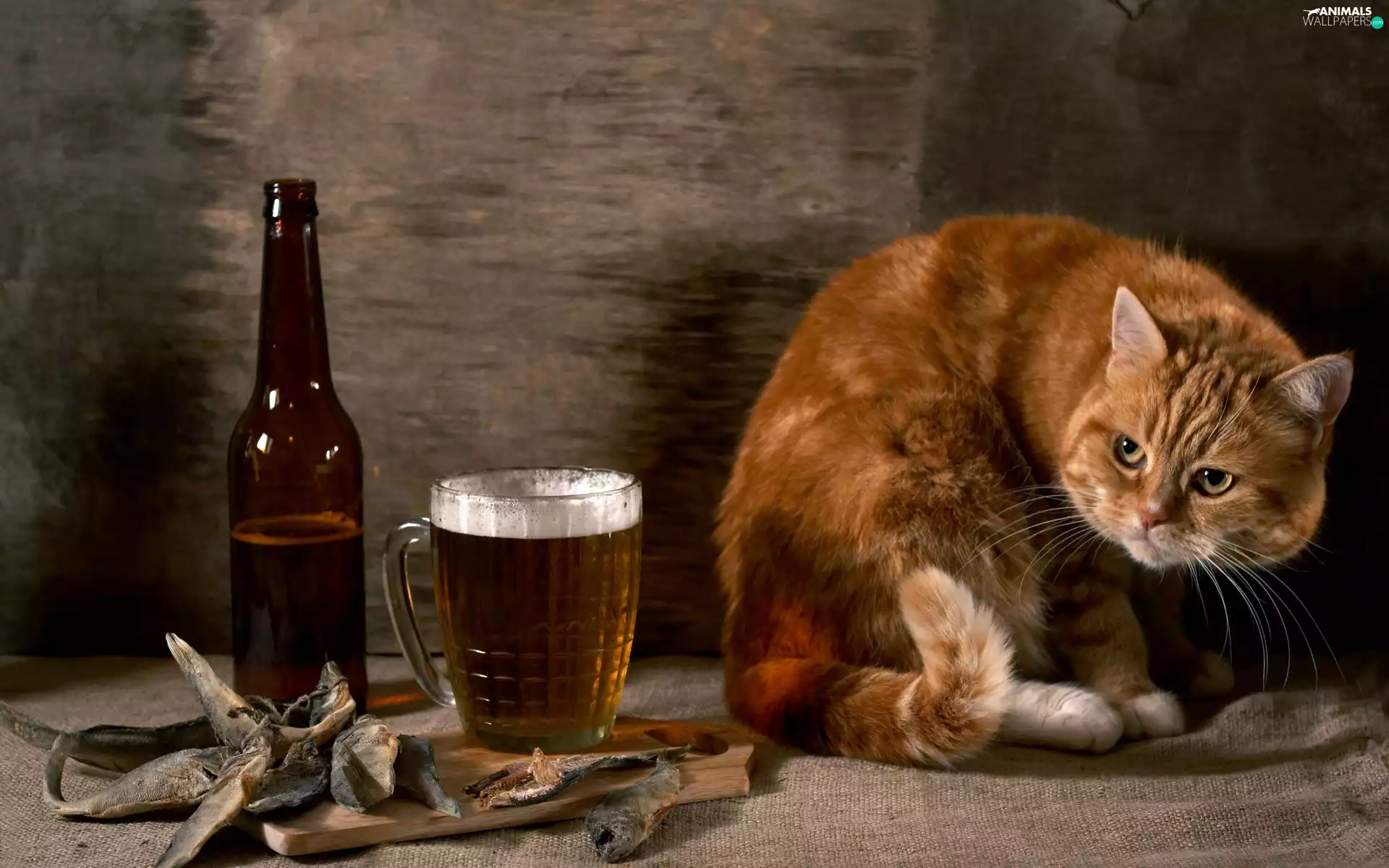 Beer, ginger, dried, fishes, Bottle, cat