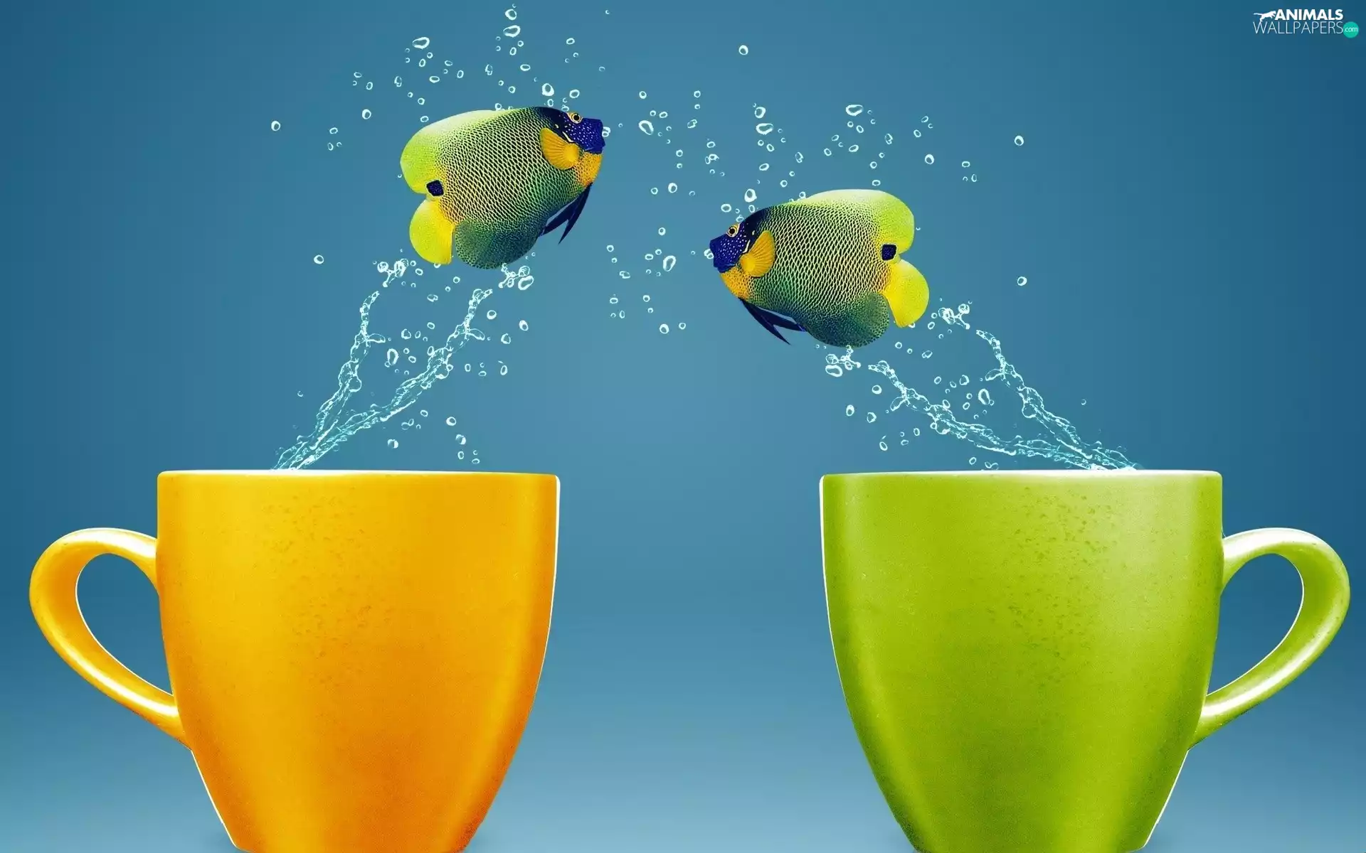 cups, 2D Graphics, fishes, water, exotic