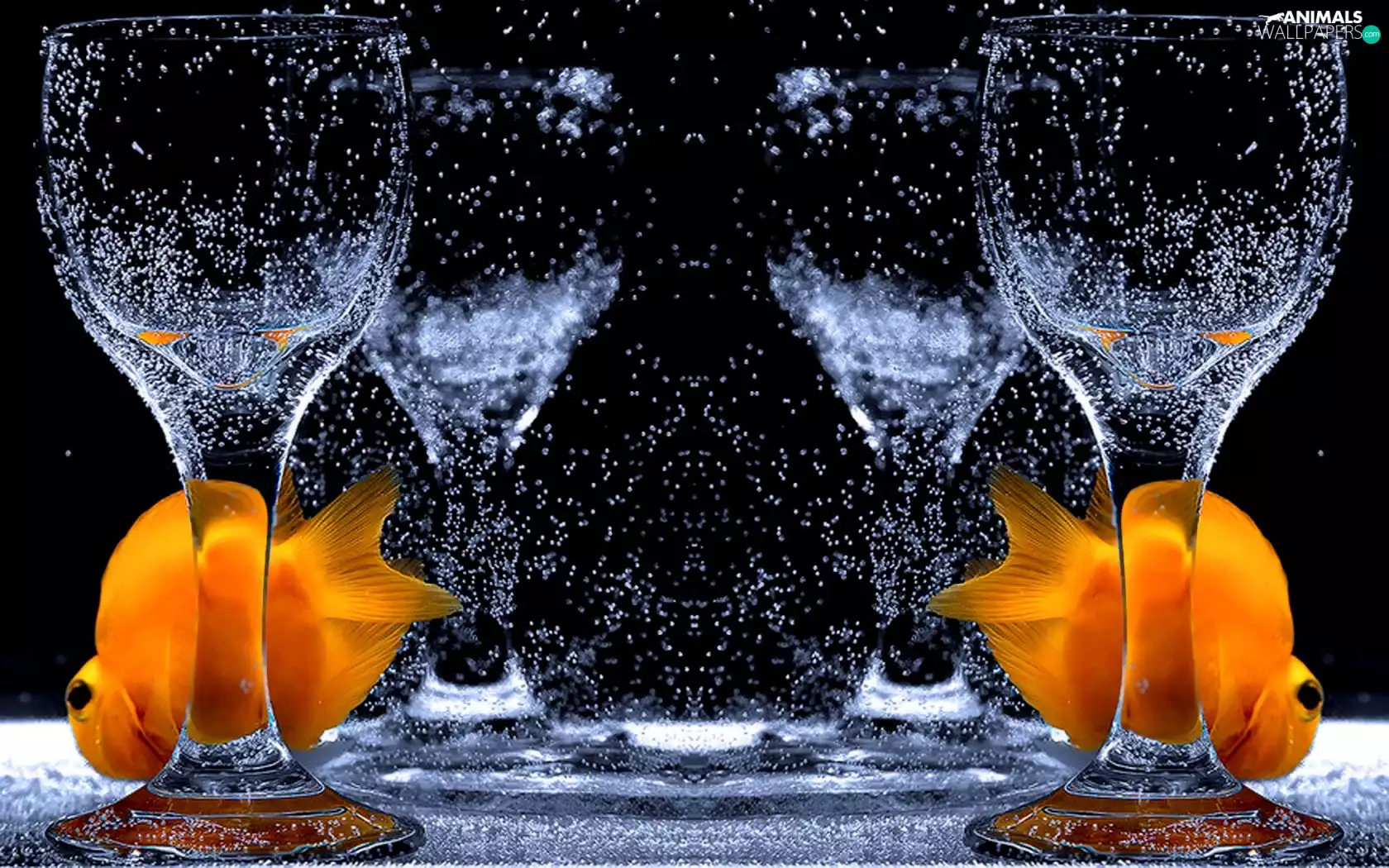 fishes, glass, water