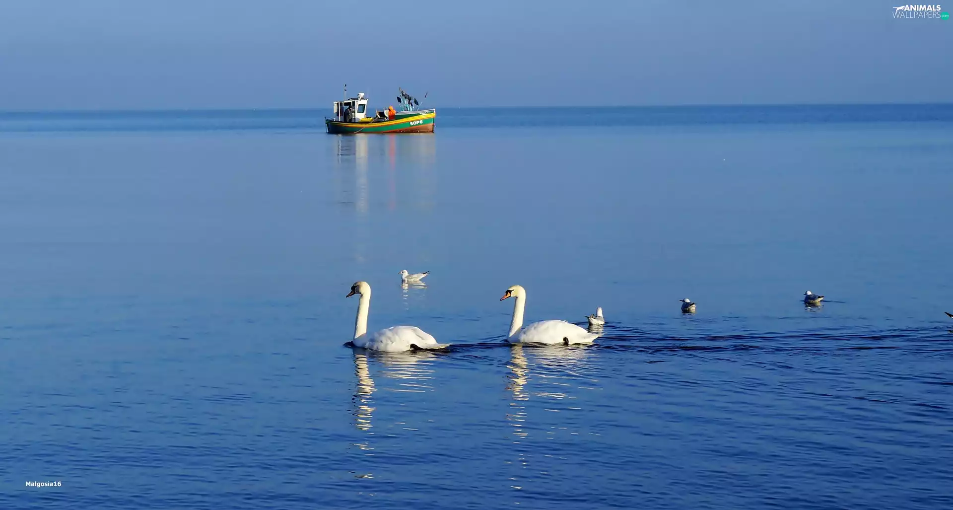 Swan, White, smack, fishing, water, birds