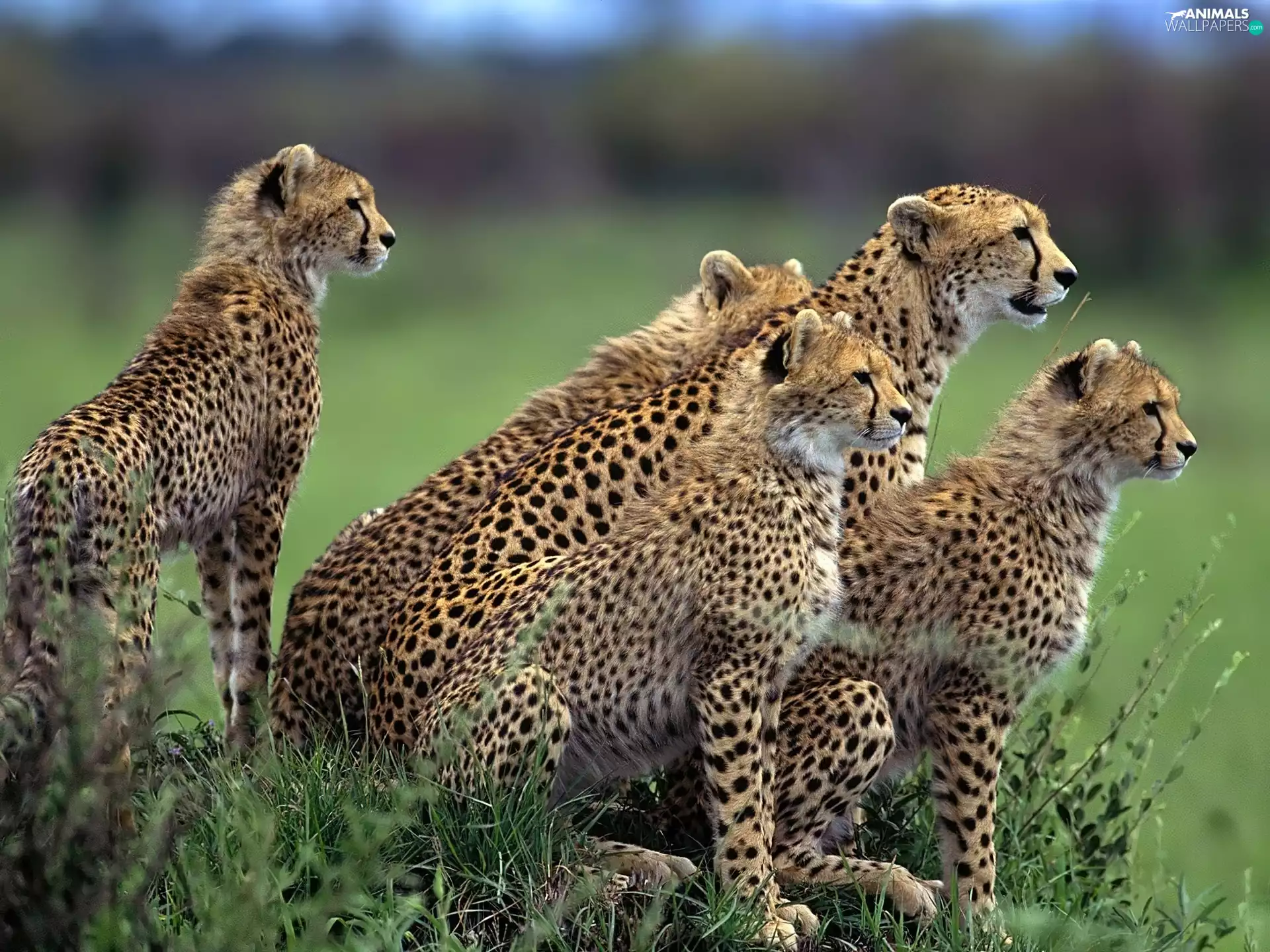 five, cheetahs