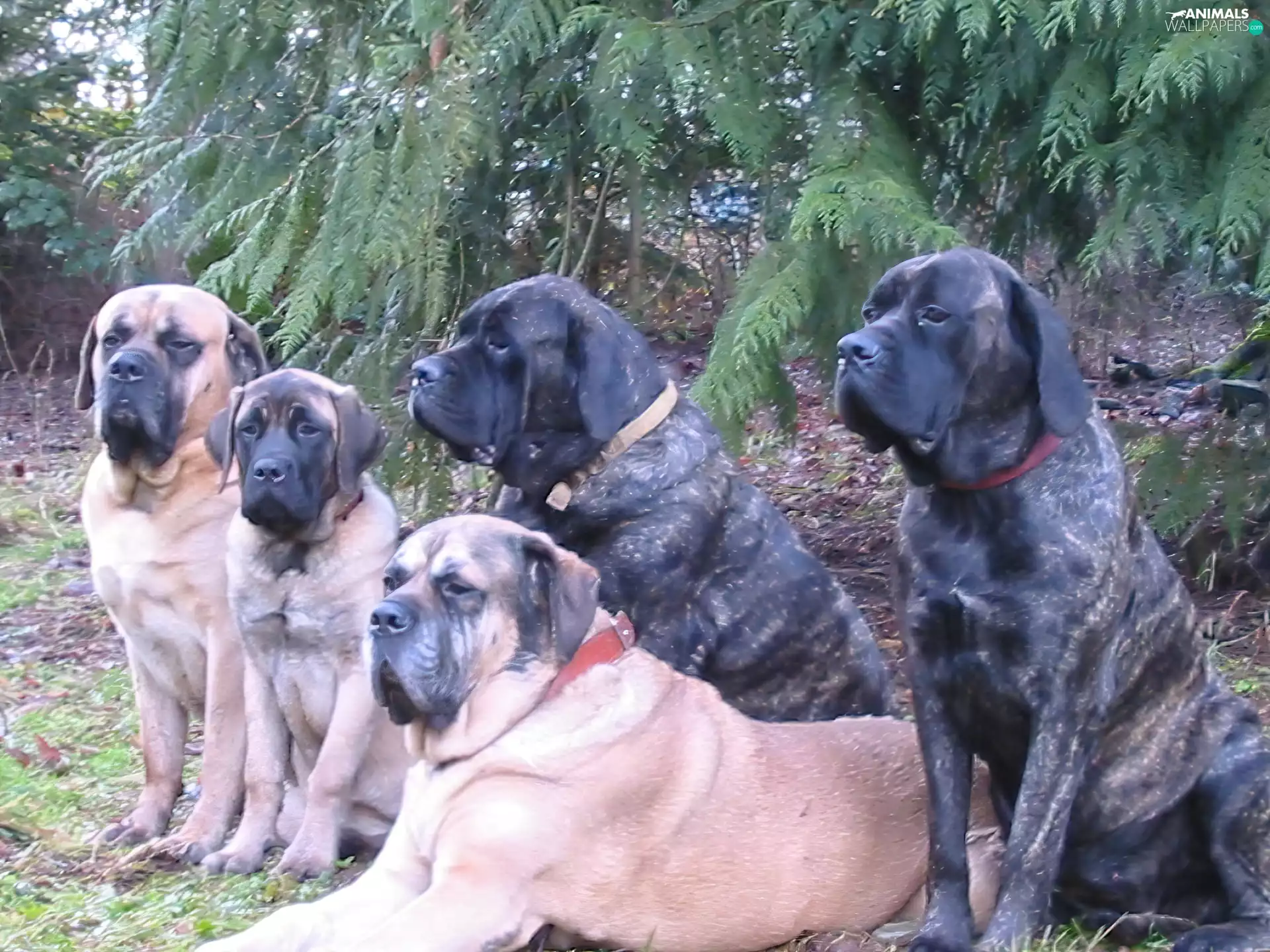 five, English mastiffs