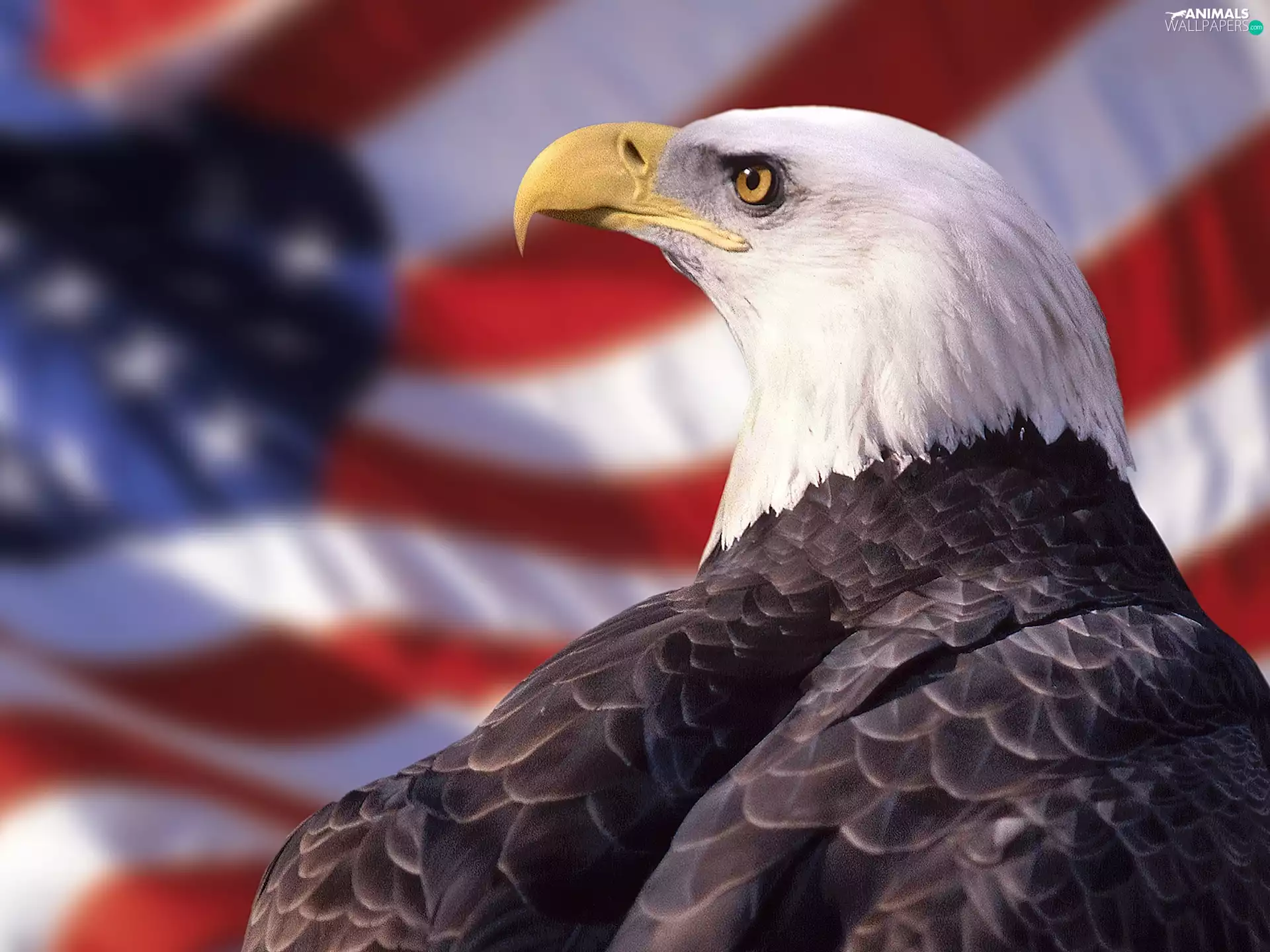 American Bald Eagle, flag