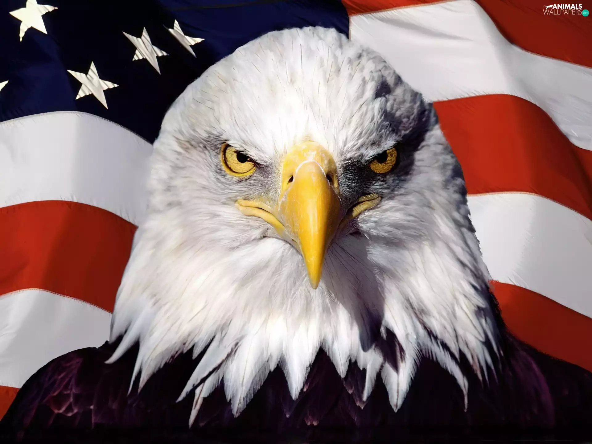 American Bald Eagle, flag, The United States
