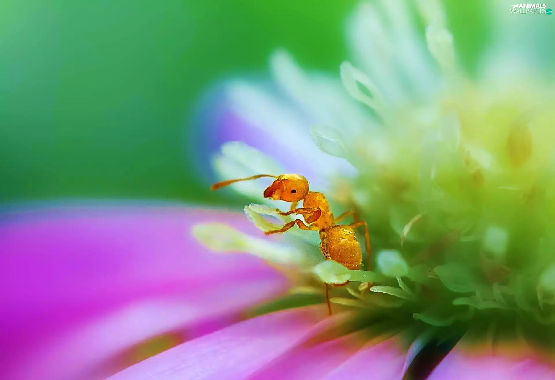 ant, rods, Close, flakes