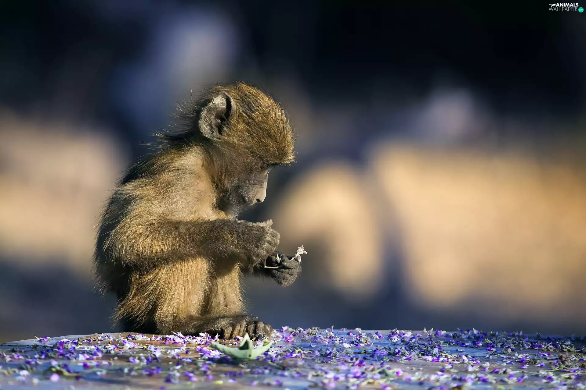 flakes, Monkey, baboon