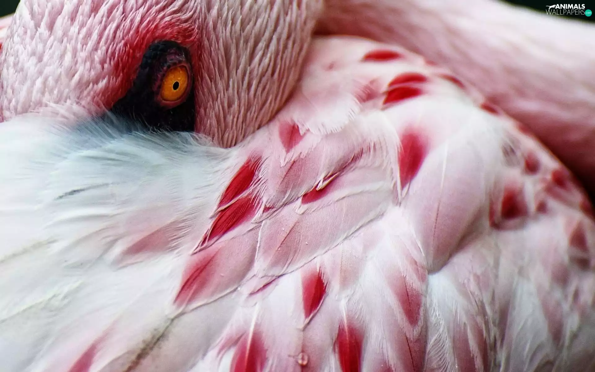 flamingo, feather