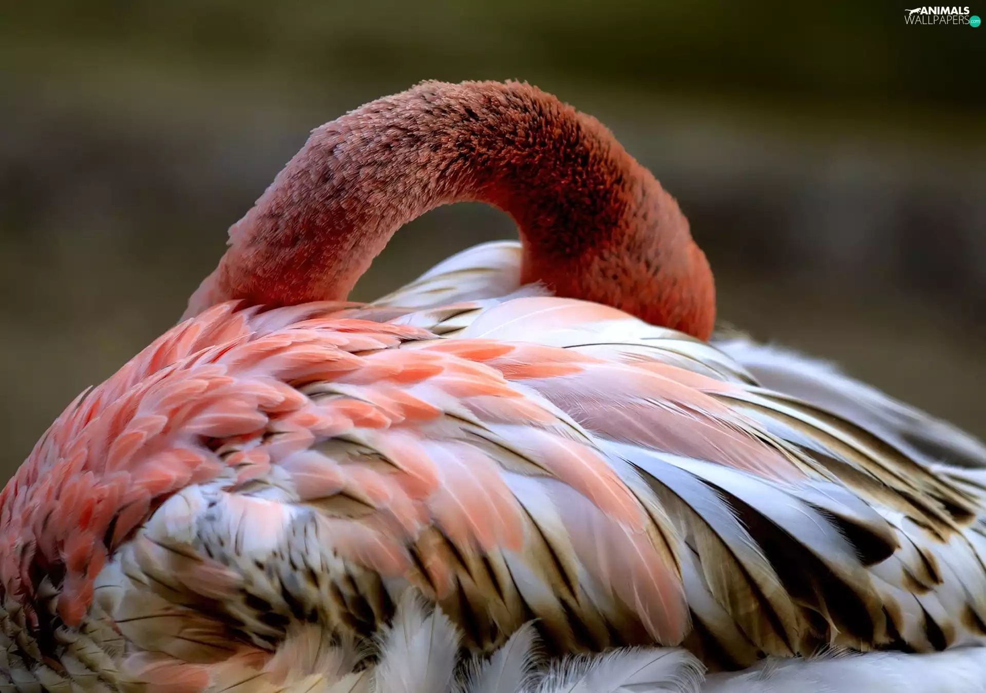 flamingo, neck