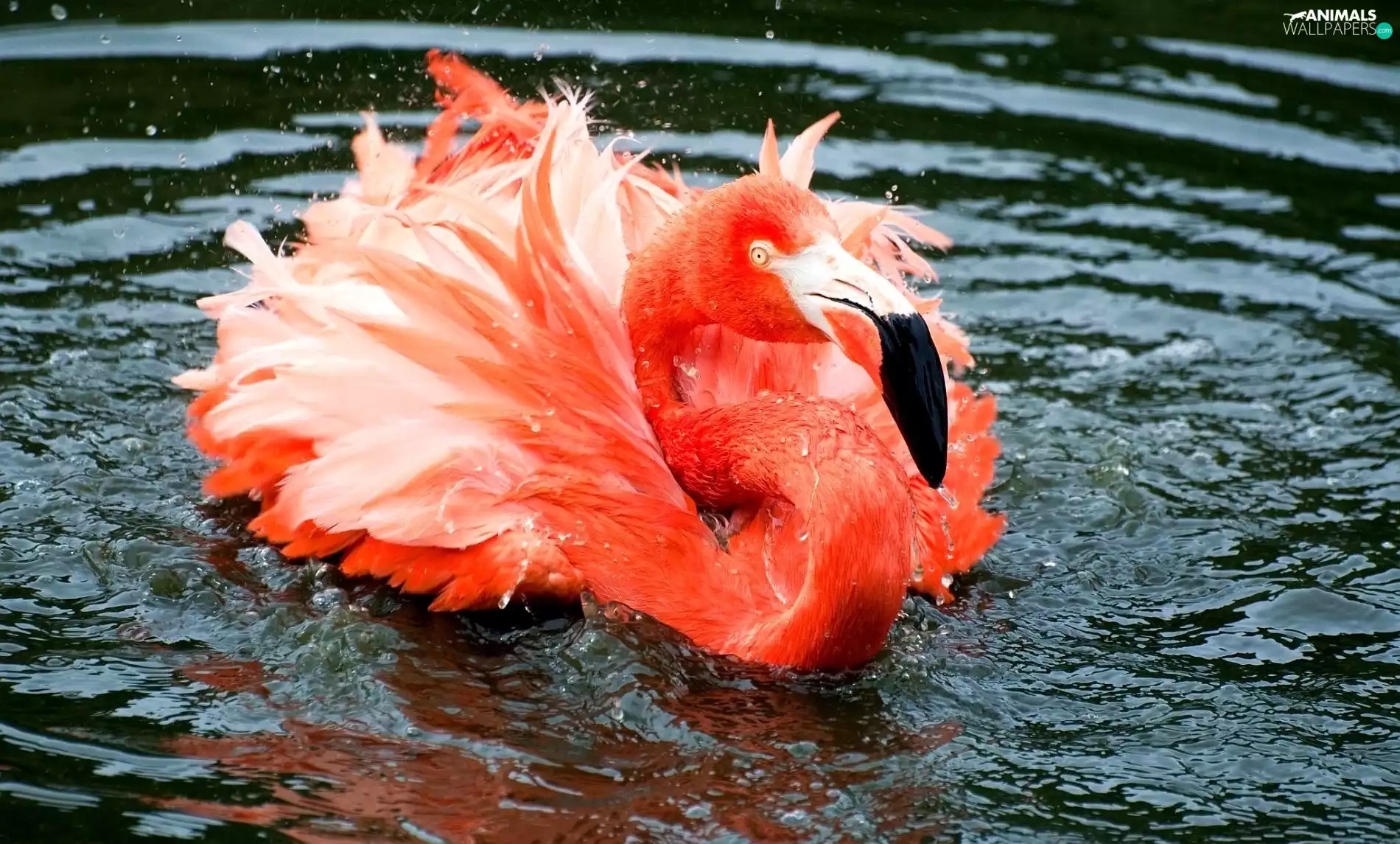 flamingo, water, Pink