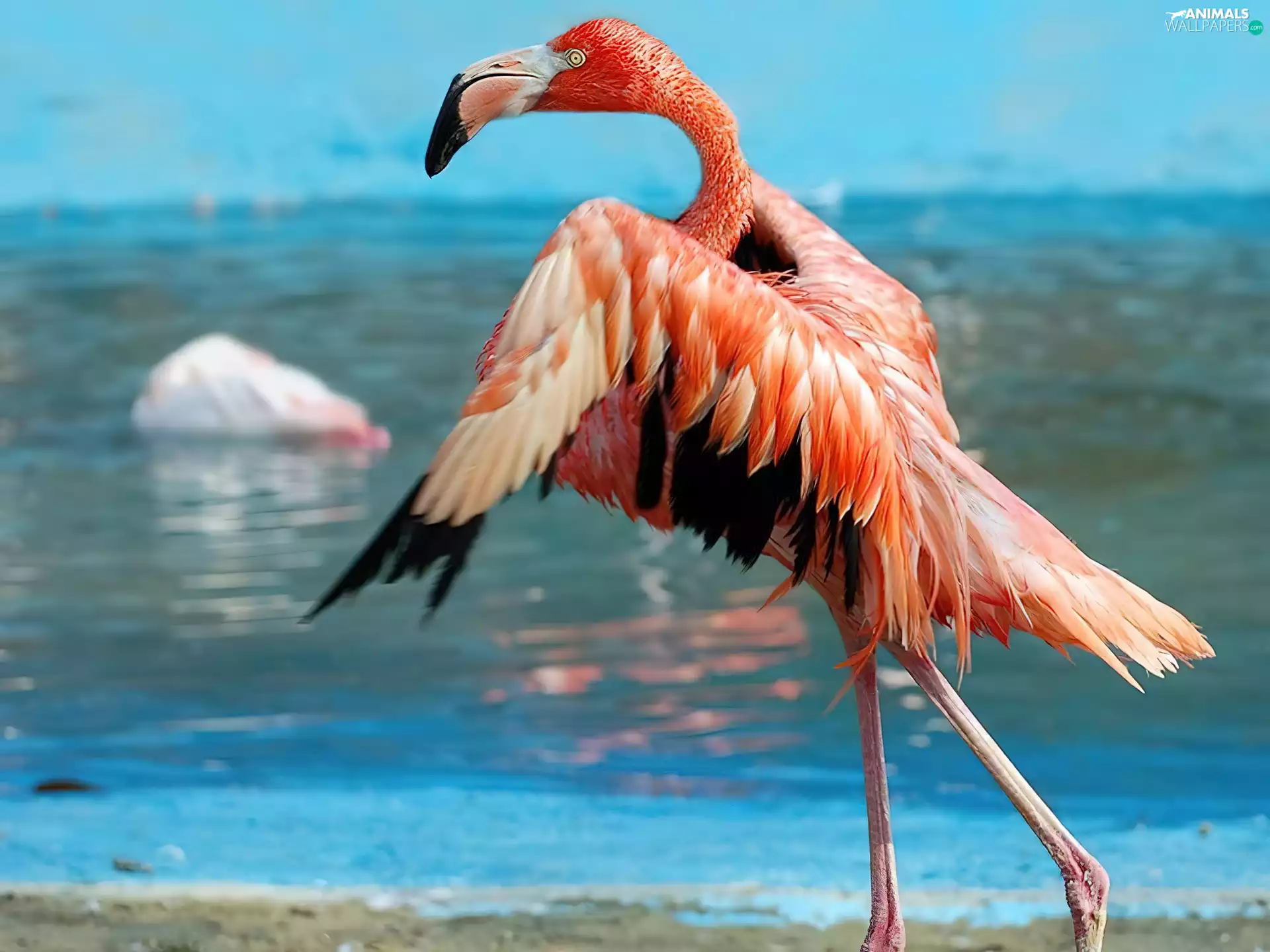 flamingo, sea