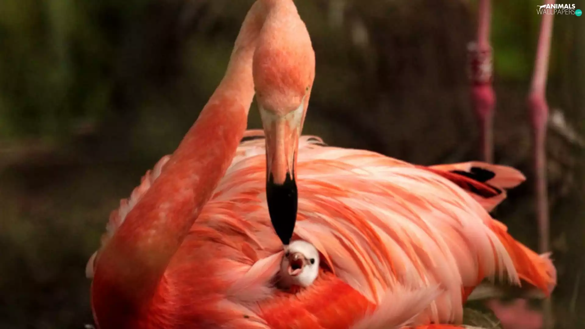 flamingo, young