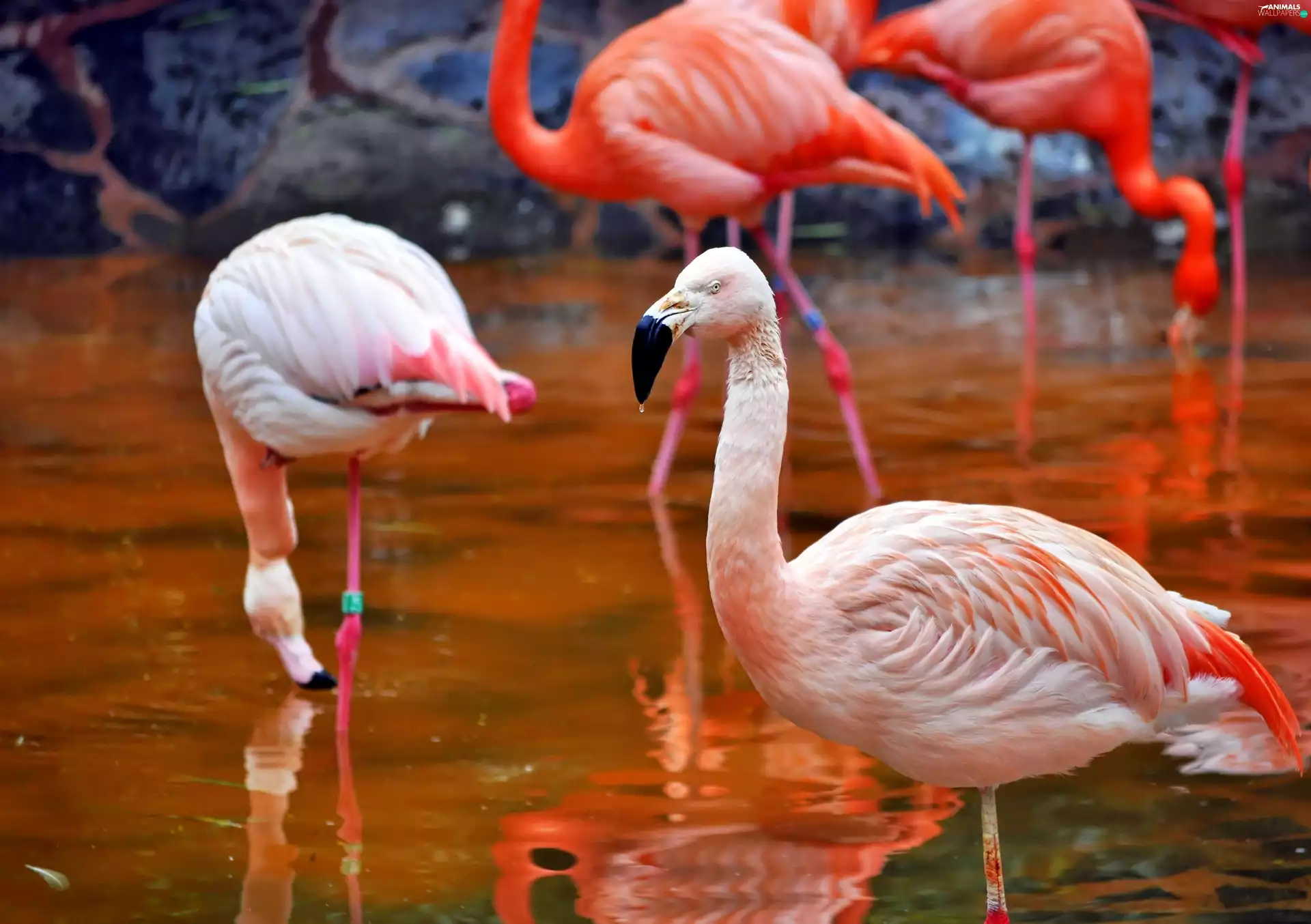 Flamingos