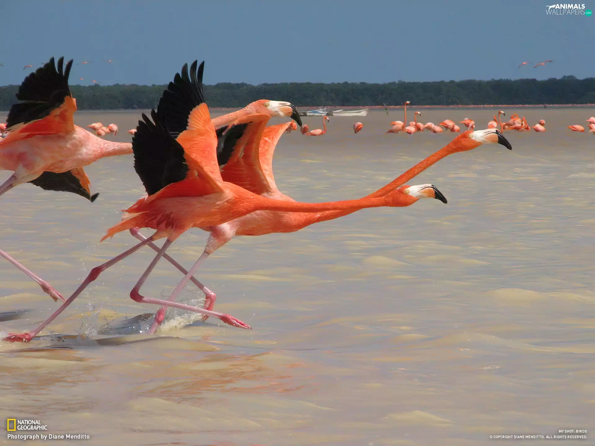 Flamingos, flamingos