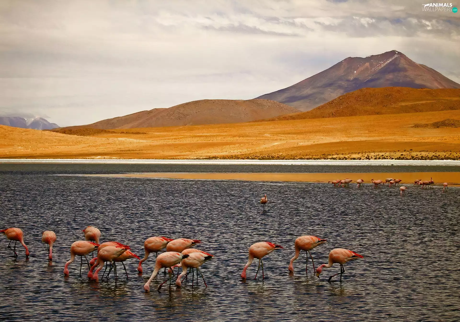 herd, Mountains, River, flamingos