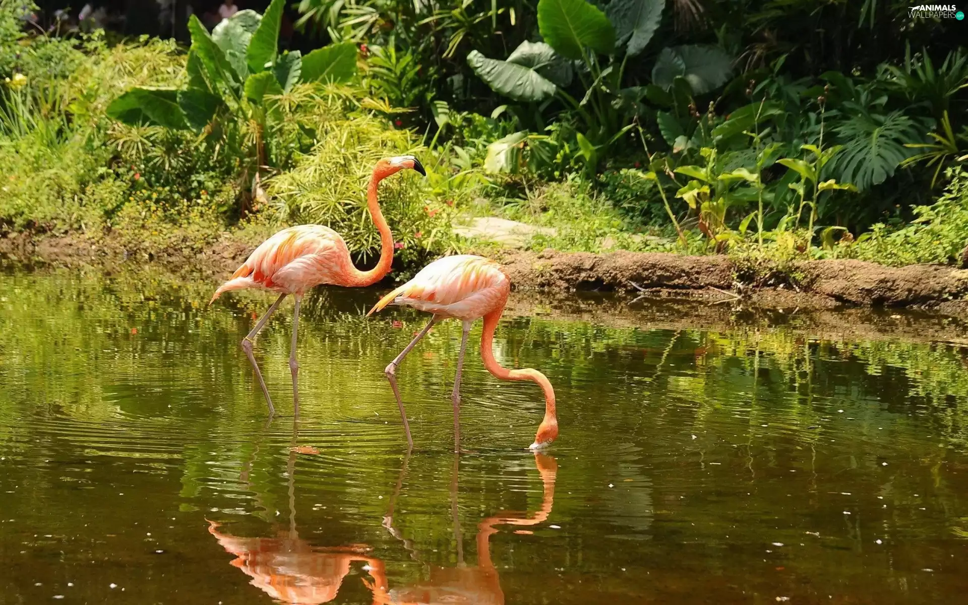 Flamingos, lake