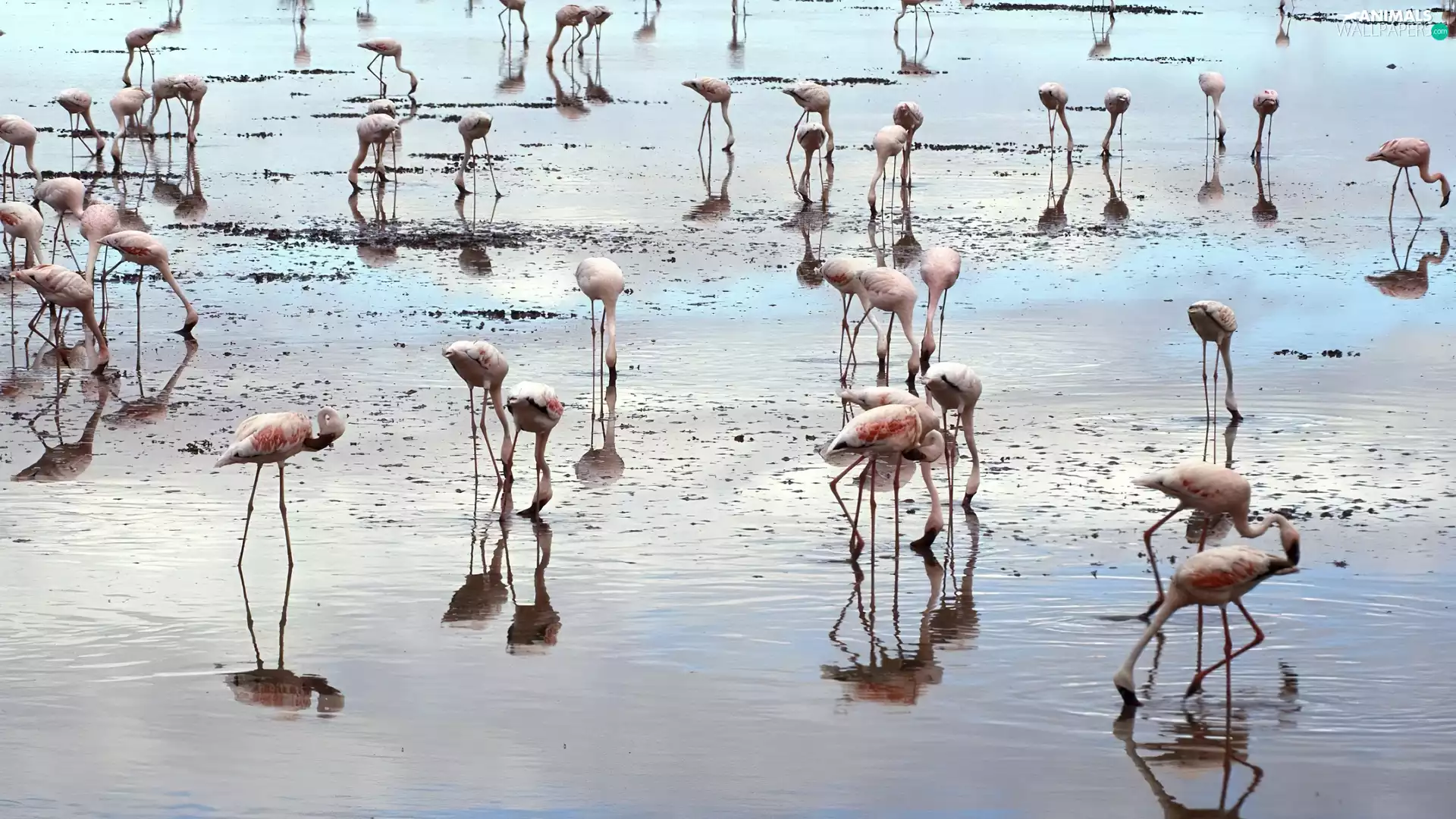 Flamingos, water