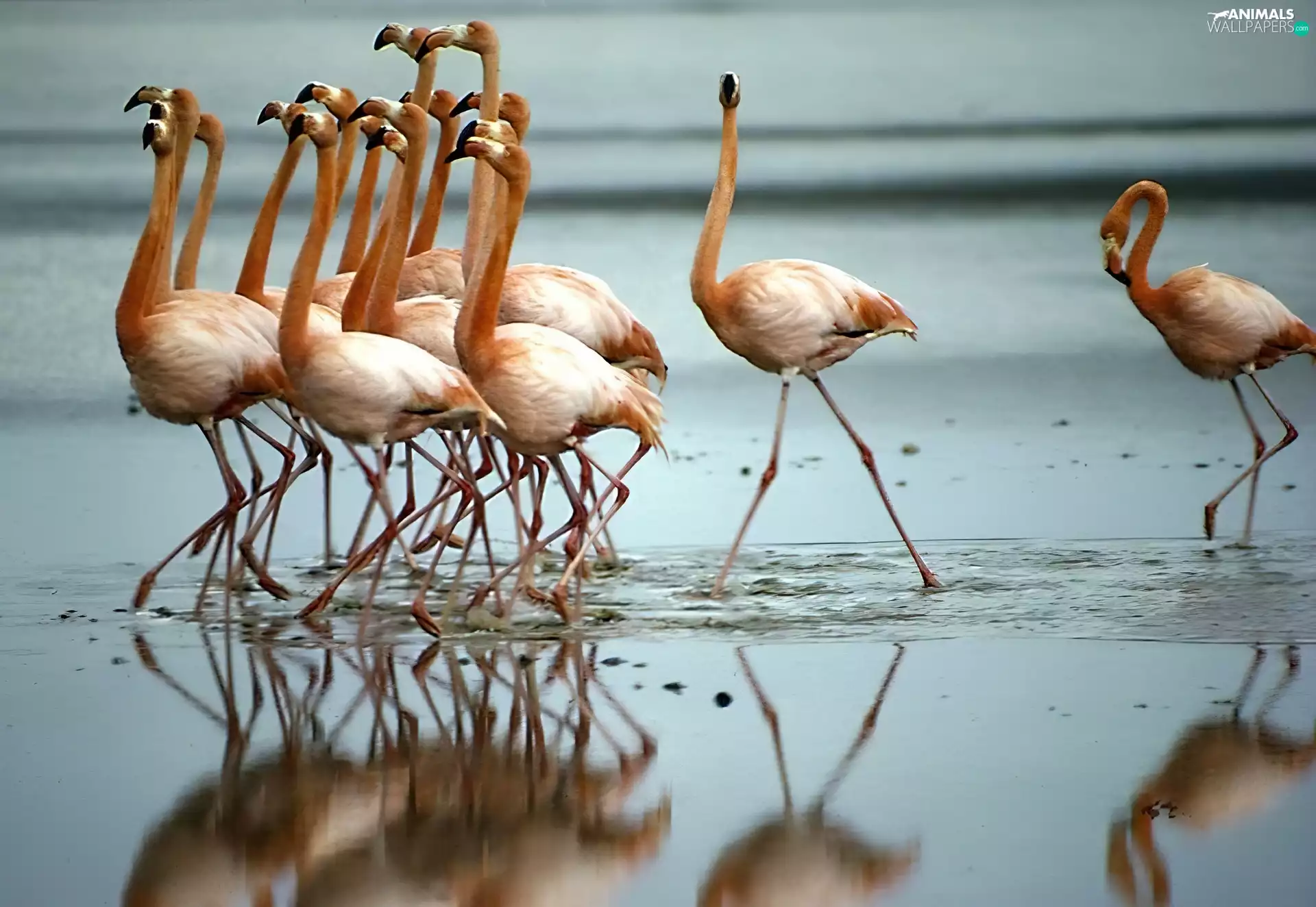 Flamingos, water