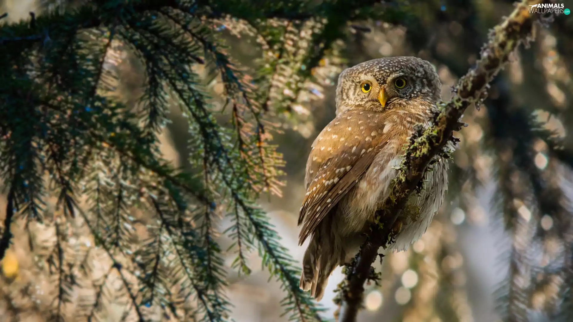 Eurasian Pygmy Owl, owl, Bird, Twigs, flash, luminosity, ligh, sun, spruce