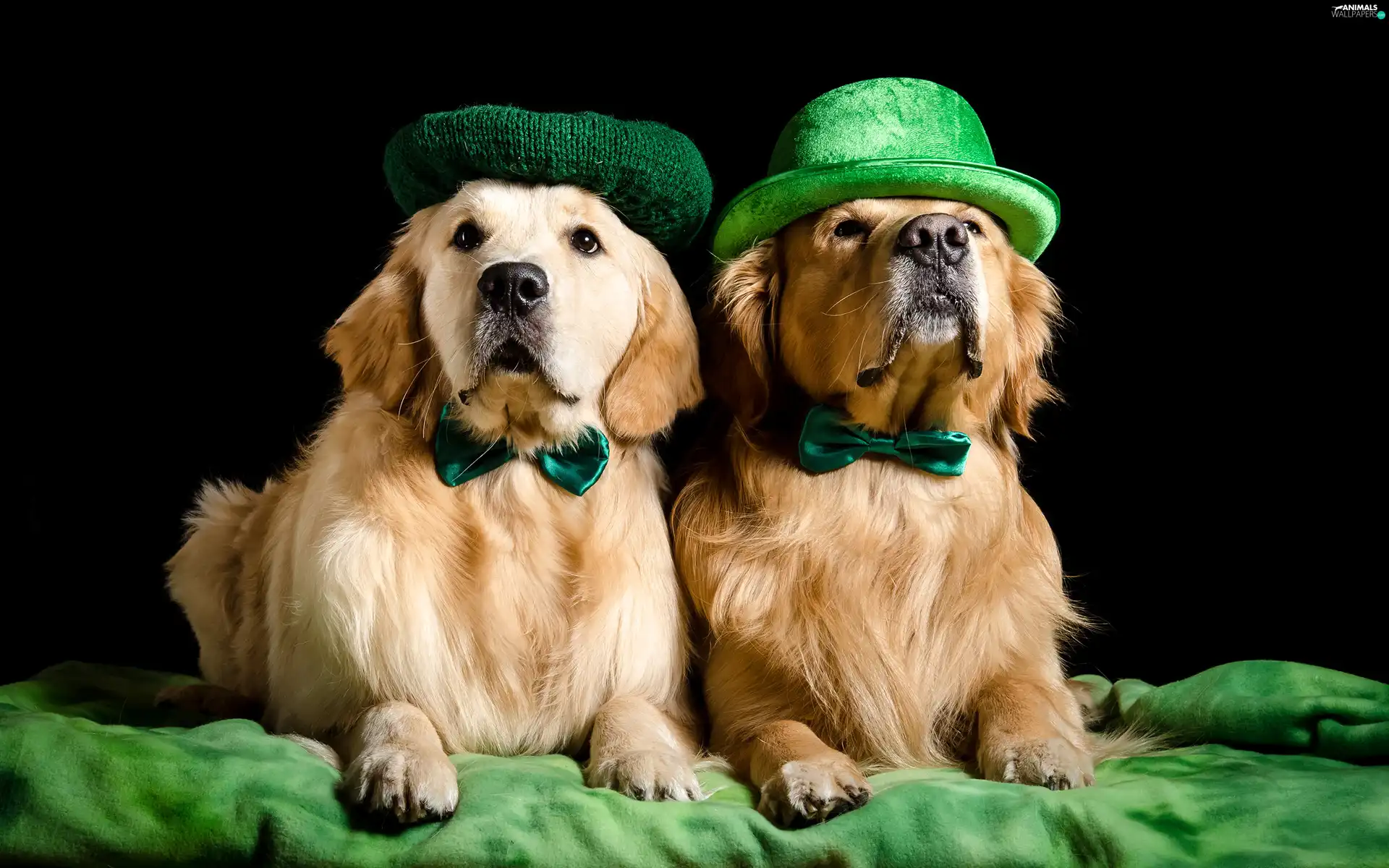 Golden Retriever, beret, black background, Green, flies, Dogs, Two cars, Hat