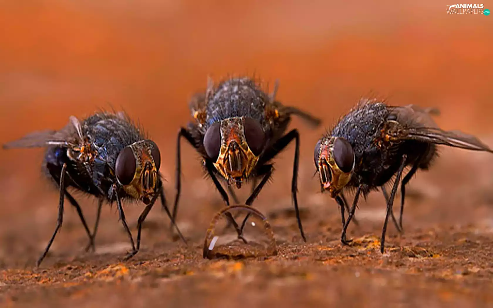 Three, drop, water, Flies