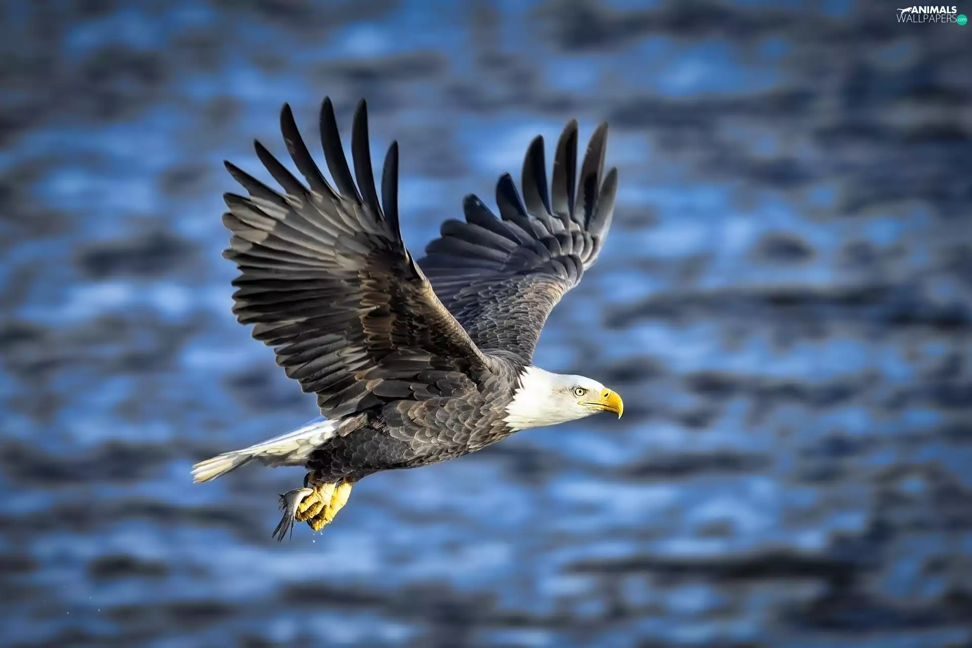 American Bald Eagle, flight