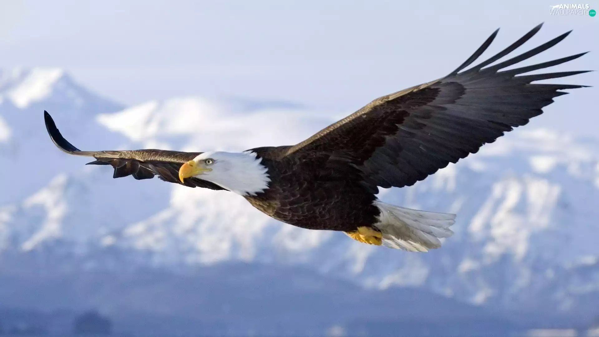 American Bald Eagle, flight