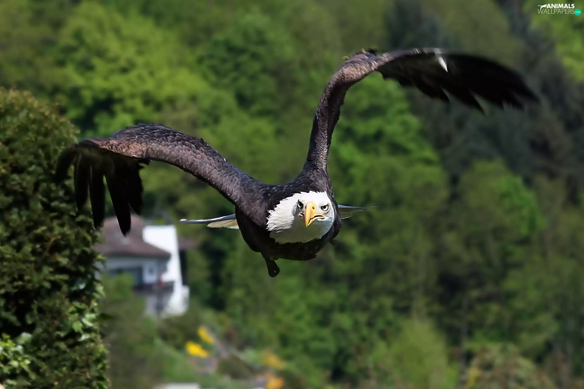 American Bald Eagle, flight