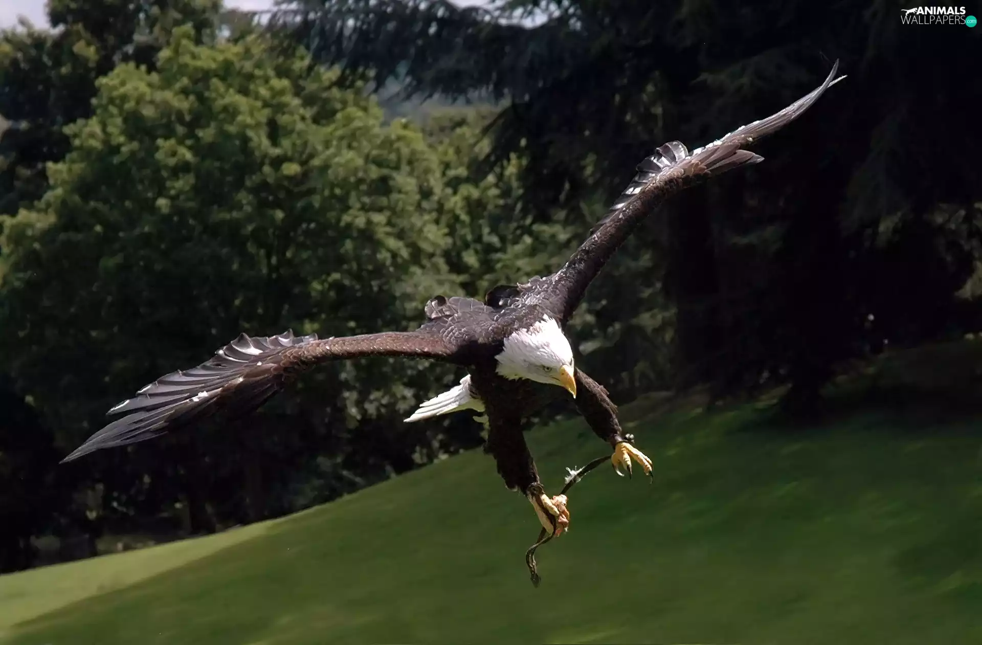 American Bald Eagle, flight