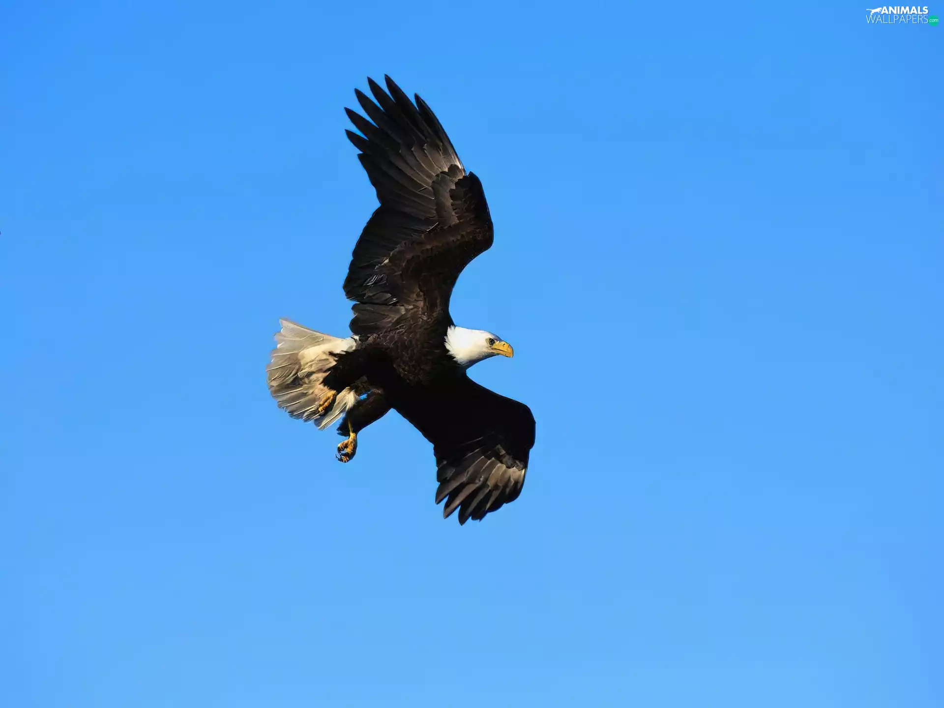 American Bald Eagle, flight