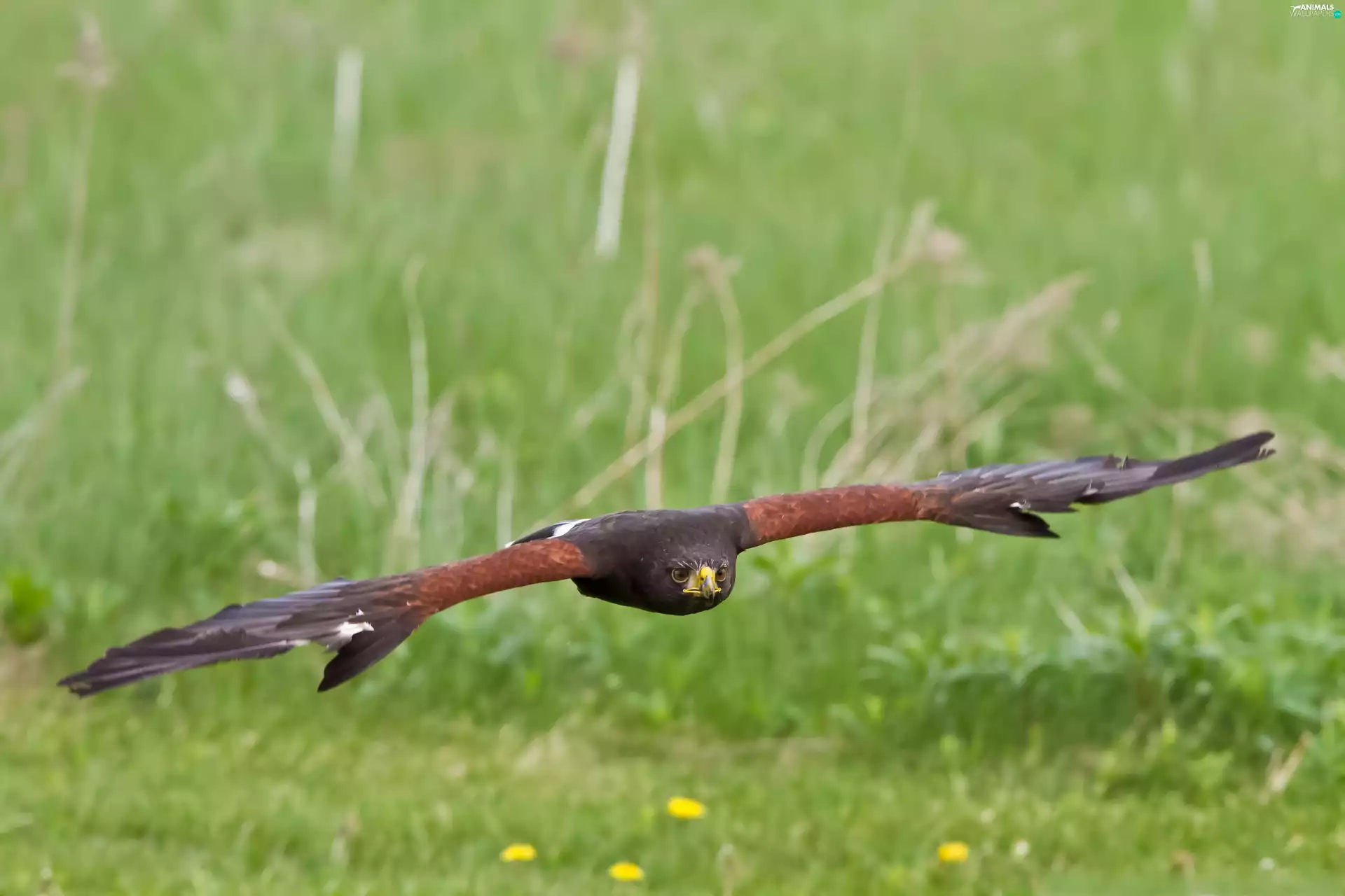 flight, predatory, Bird