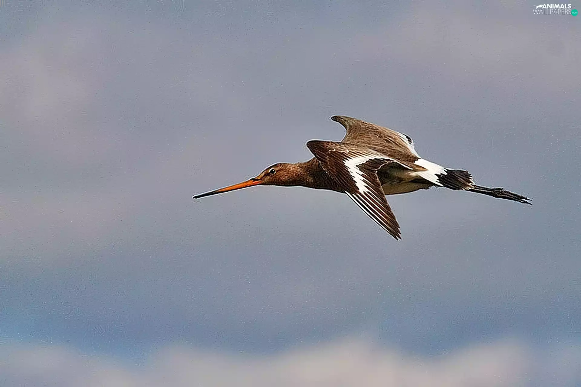 Black-tailed Godwit, flight