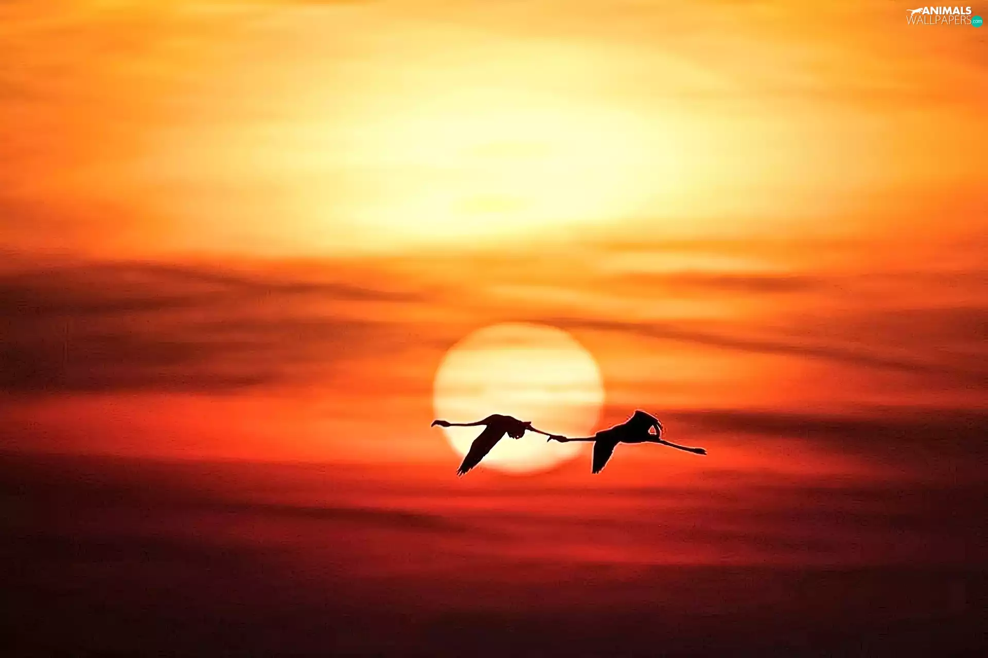 Flamingos, west, sun, flight