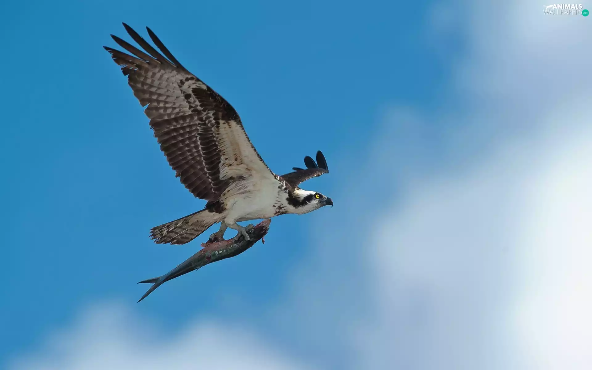 osprey, fish, Sky, flight